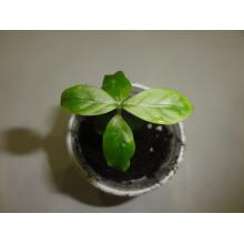 Купить черенок Psychotria viridis